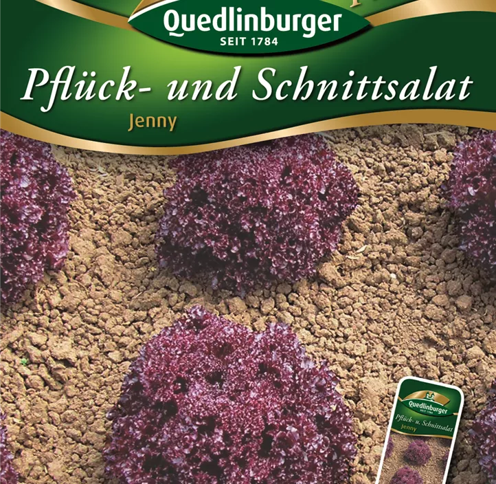 Pflück- und Schnittsalat Jenny