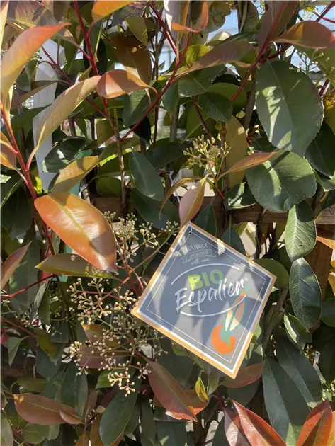 Photinia fraseri Red Robin Spalier, Glanzmispel 'Red Robin' - Bellaflora