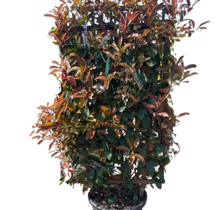 Glanzmispel 'Red Robin'