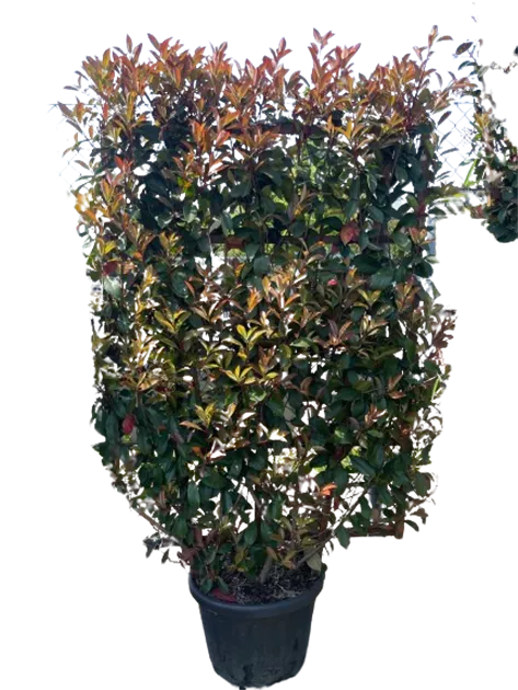 Photinia fraseri Red Robin Spalier, Glanzmispel 'Red Robin' - Bellaflora