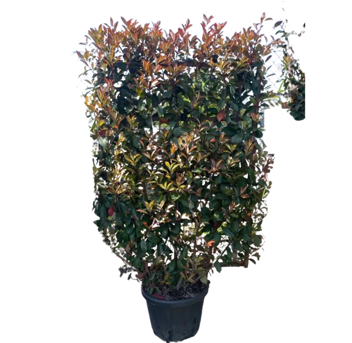 Glanzmispel 'Red Robin'