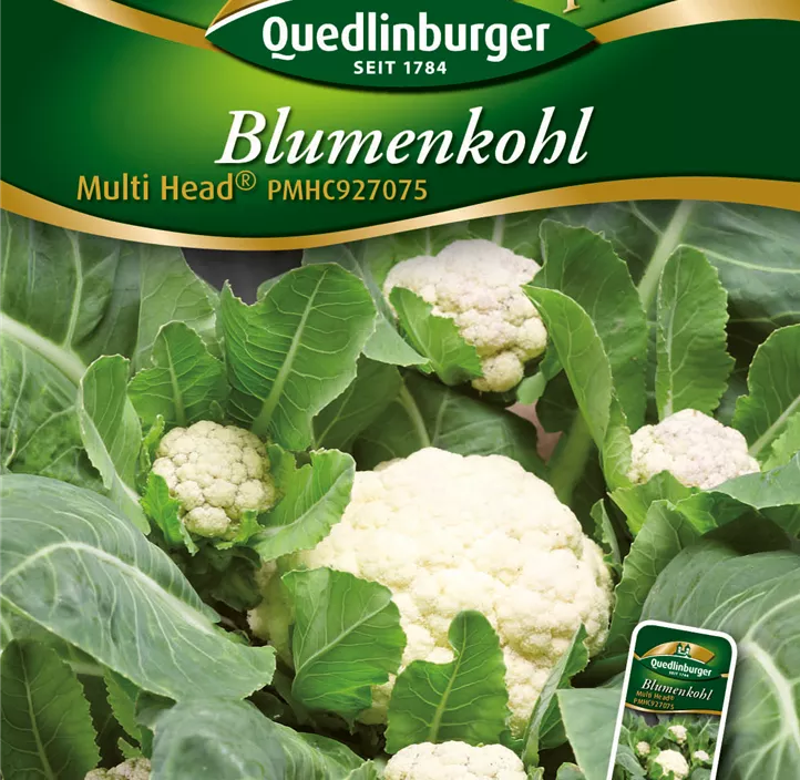 Blumenkohl Multi Head Blumenkohl Multi Head