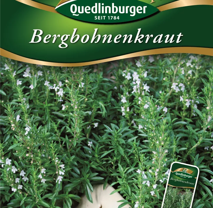 Bohnenkraut Berg Bohnenkraut Berg