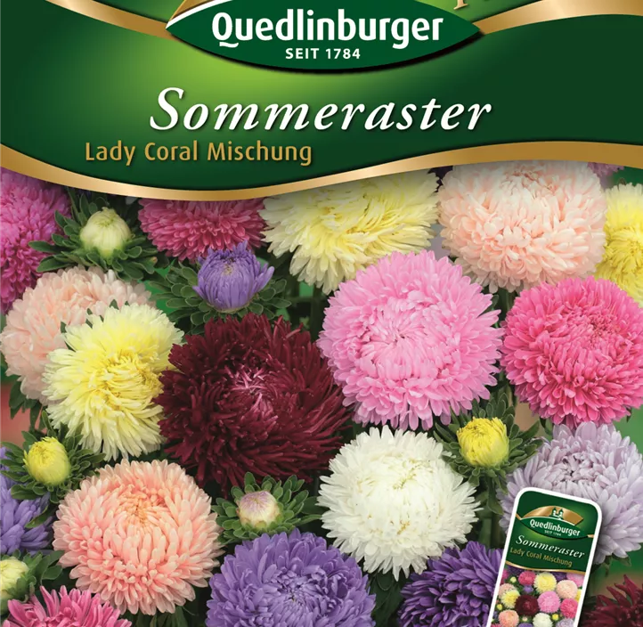 Astern Sommer- Lady Coral Mischung  Astern Sommer- Lady Coral Mischung