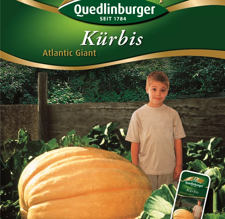 Kürbis Atlantic Giant