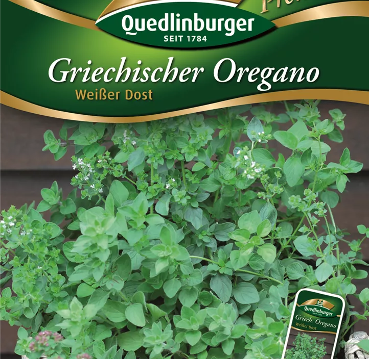Oregano Griech.- Weißer Dost Oregano Griech.- Weißer Dost