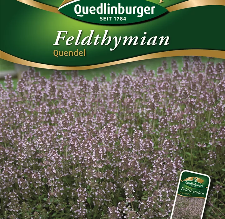 Feldthymian Quendel Feldthymian Quendel
