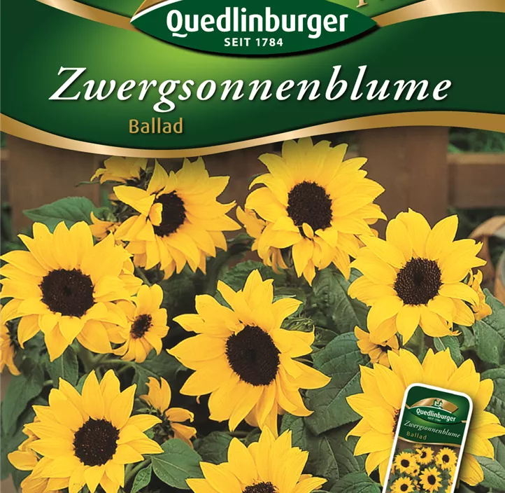 Zwergsonnenblumen Ballad