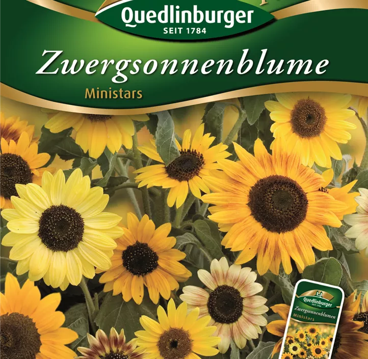 Zwergsonnenblumen Ministars Zwergsonnenblumen Ministars