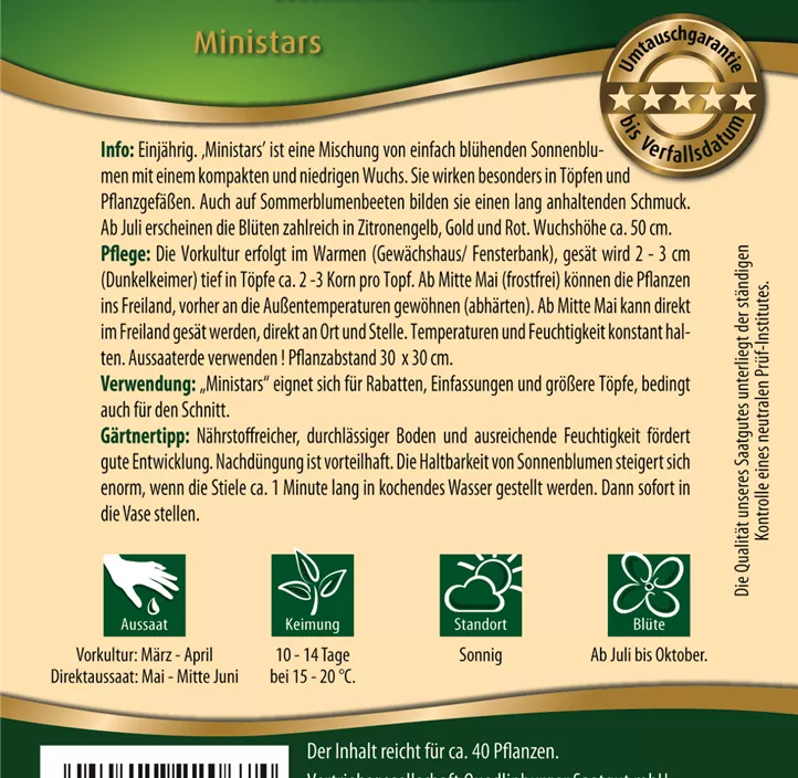 Zwergsonnenblumen Ministars Zwergsonnenblumen Ministars