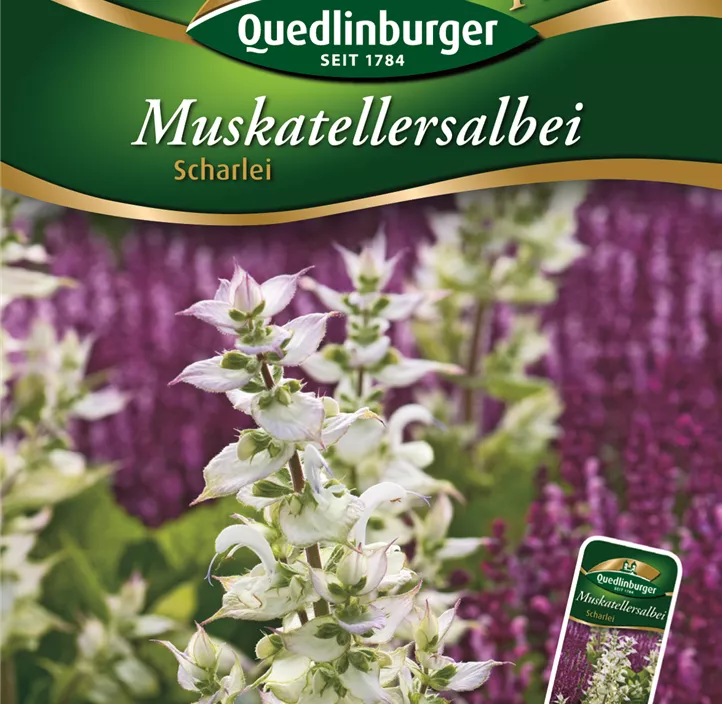 Salbei Muskateller- Scharlei