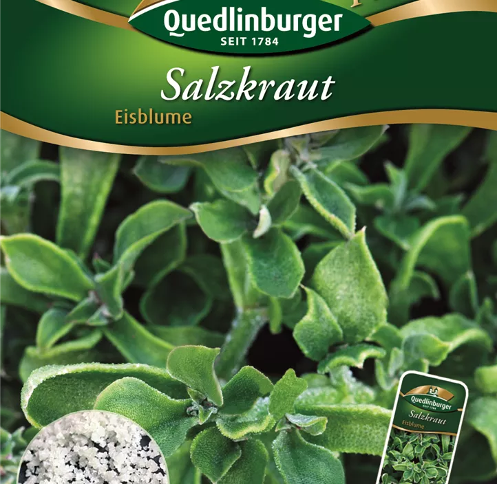 Salzkraut Eisblume Salzkraut Eisblume