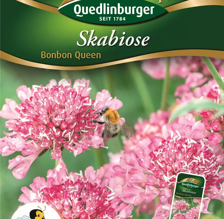 Scabiose Bonbon Queen