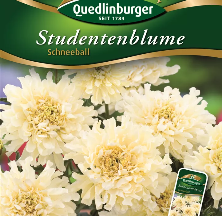 Studentenblumen Schneeball Studentenblumen Schneeball