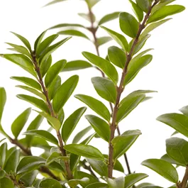 Lonicera nitida Maigrün