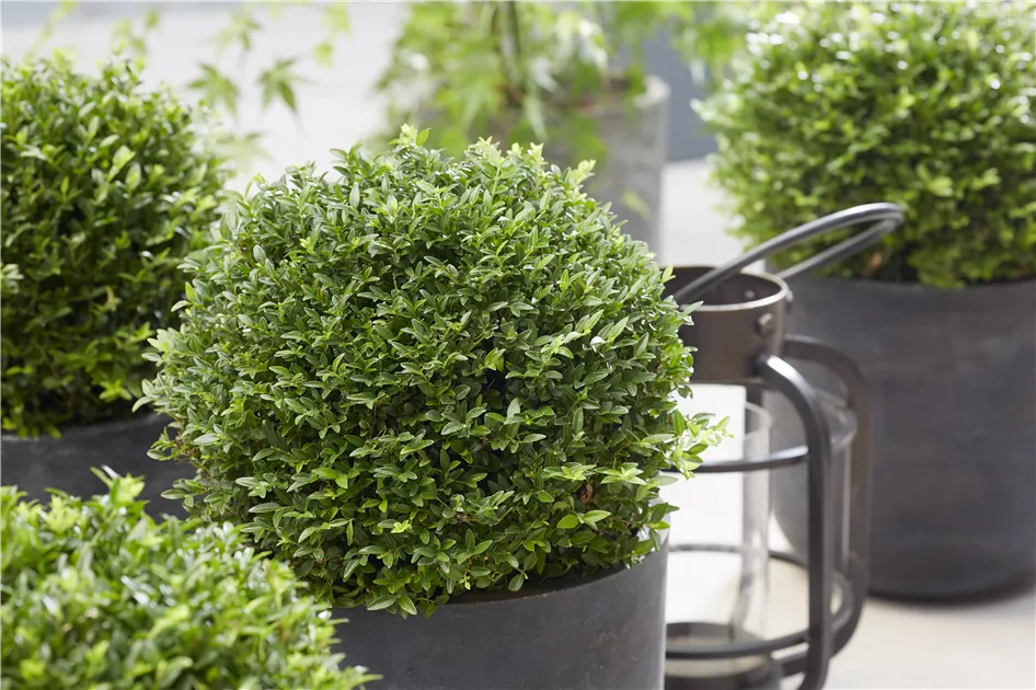 Lonicera nitida Garden Clouds Green Breeze Kugel, Heckenmyrte 'Garden  Clouds Green Breeze' - Bellaflora