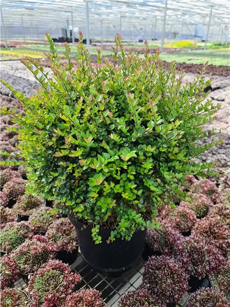 Lonicera nitida Garden Copper Glow Nr.3 Kugel, Heckenmyrte 'Garden Clouds Copper  Glow' - Bellaflora