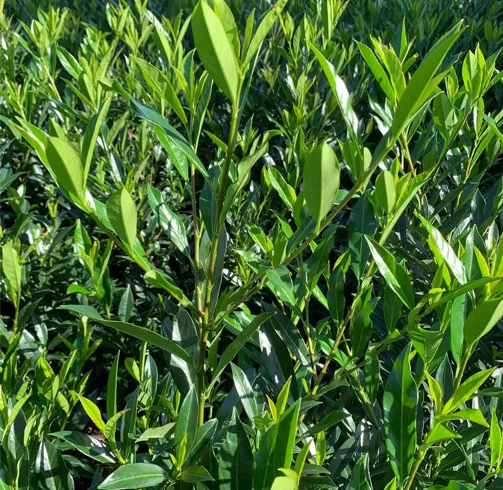 Kirschlorbeer 'Otto Supreme'