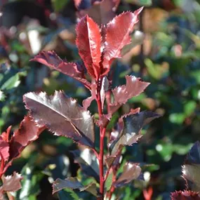 Photinia fraseri Magical Volcano