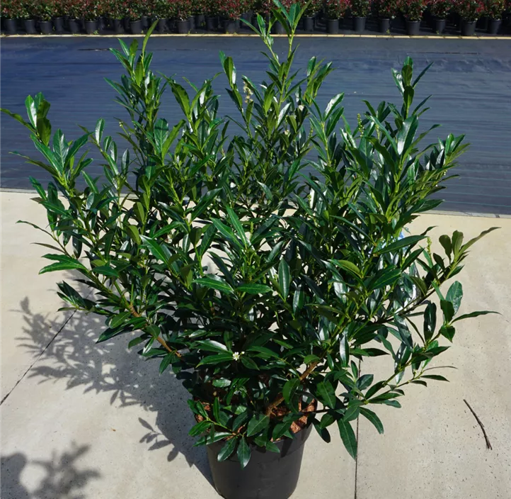 Kirschlorbeer 'Otto Supreme'