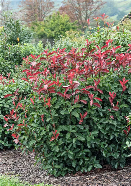 blackberry plant Apache Blackberry - Potted Plants- Thornless main image 1