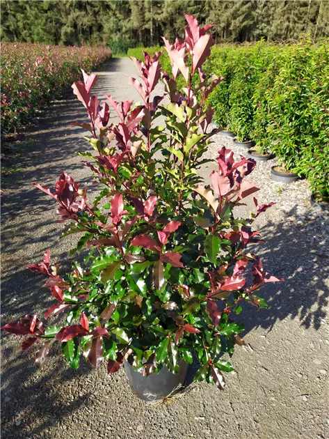 Photinia fraseri Magical Volcano, Glanzmispel 'Magical Volcano' - Bellaflora