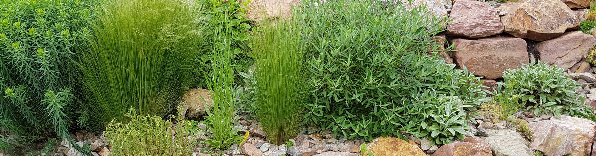 Gartenwelt_trockenheitsliebend_hitzegarten Gartenwelt_trockenheitsliebend_hitzegarten