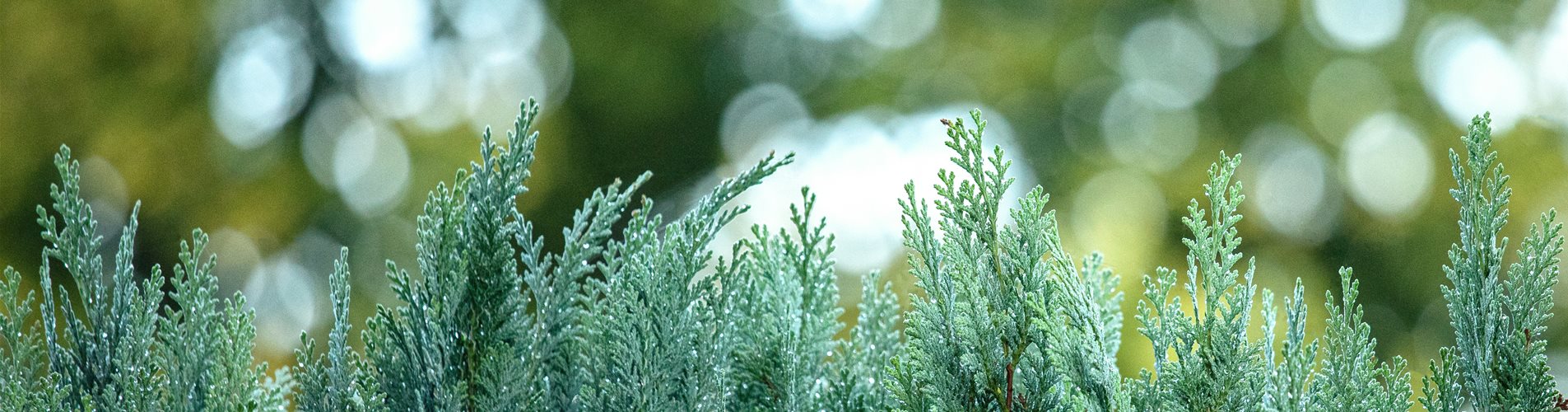 Heckenpflanzen Heckenpflanzen