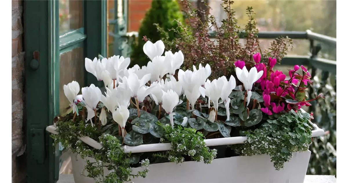 lilien im blumenkasten 75 cm künstliche Lilien Tischzentren-Arrangements für Hochzeiten, zu H –  kunstblumenshop main image 1