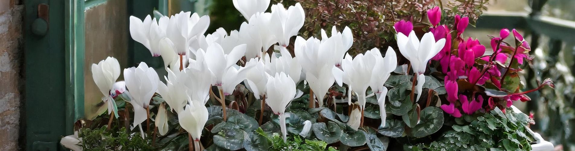 Balkonkasten auf dem Balkon mit weißen Blumen Balkonkasten auf dem Balkon mit weißen Blumen