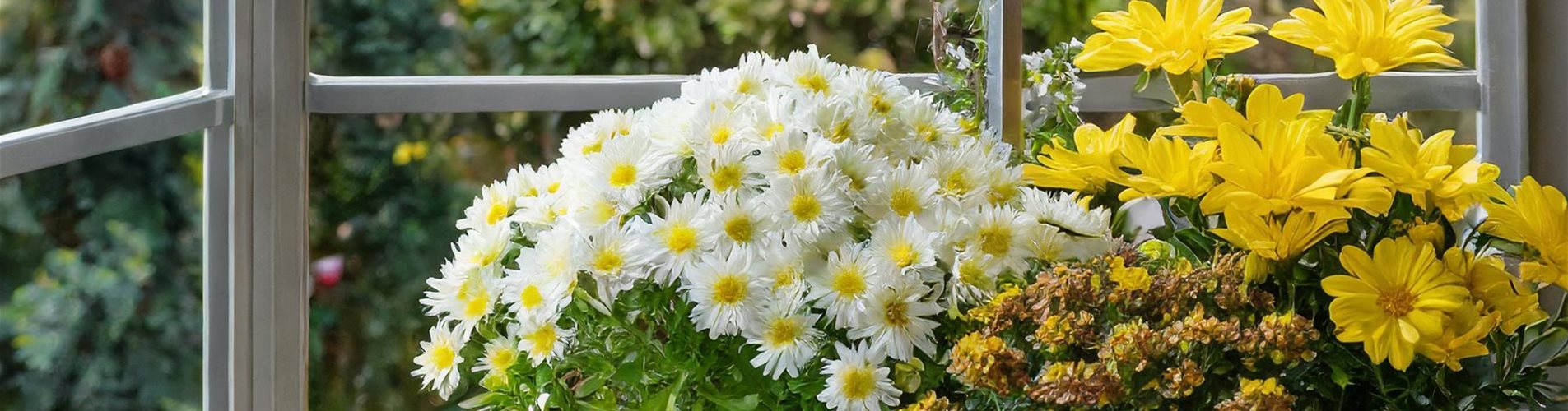 Blumenkasten mit weißen und gelben Blumen Blumenkasten mit weißen und gelben Blumen