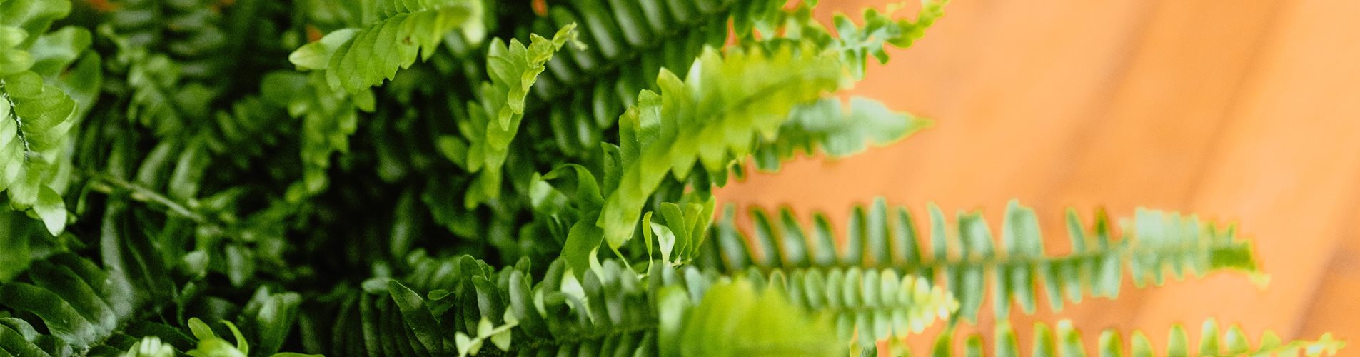 Strelitzie und Farn im Wohnzimmer Strelitzie und Farn im Wohnzimmer