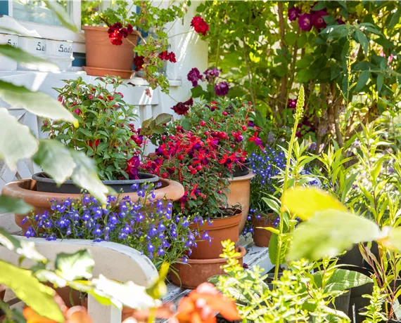 blühende Pflanzen im Garten blühende Pflanzen im Garten