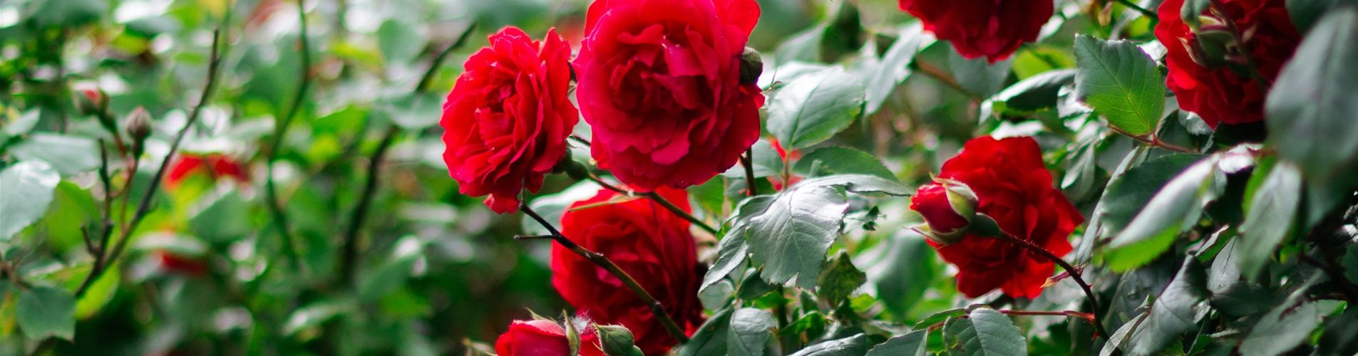 Rosenstrauch Rosenstrauch