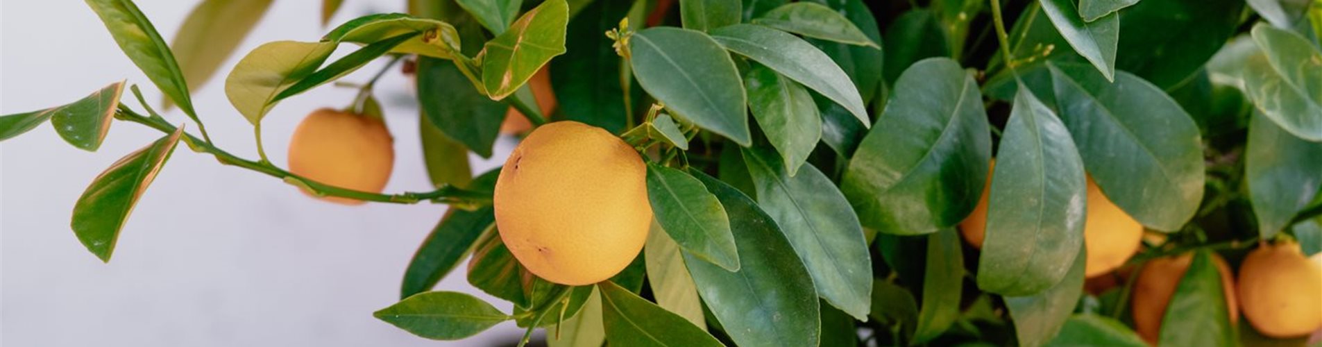 Calamondin im Kübel Calamondin im Kübel