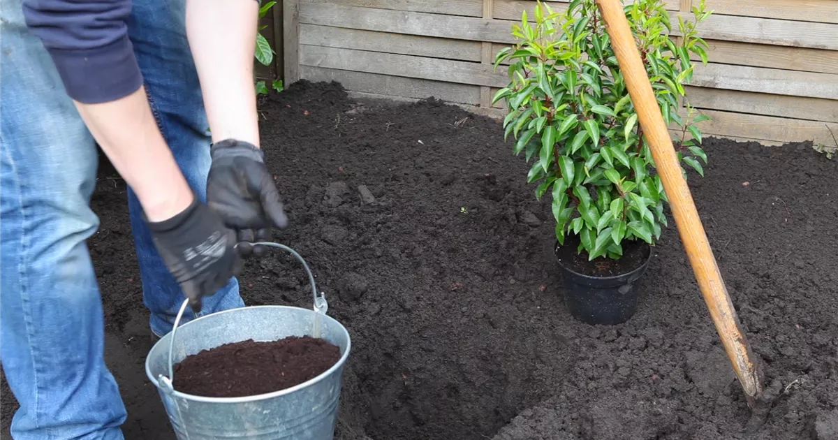 Portugiesische Kirschlorbeer Einpflanzen im Garten Bellaflora