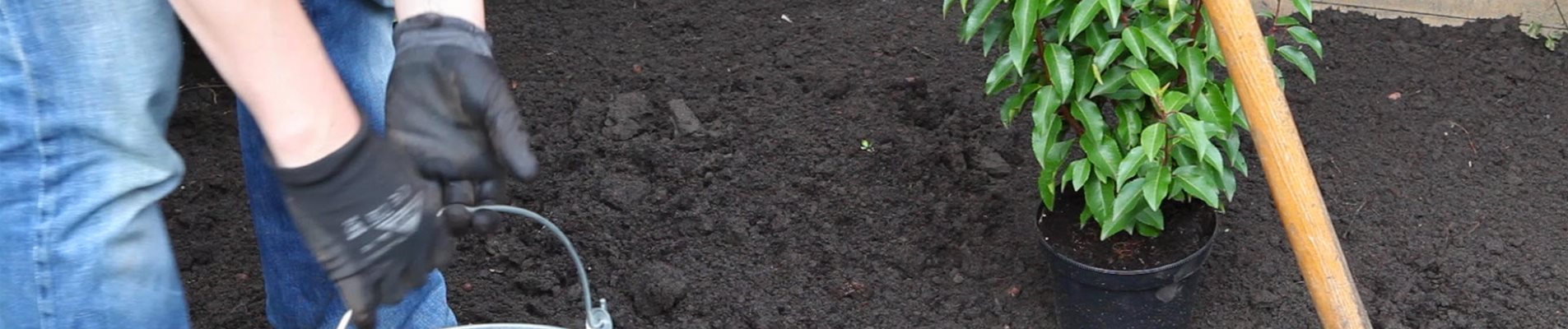 Loorbeerkirsche - Einpflanzen im Garten (thumbnail)