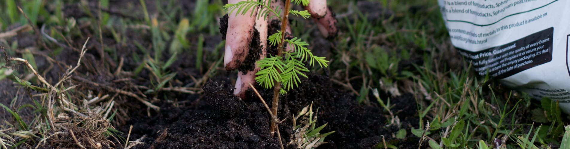 Baum der im Garten gepflanzt wird Baum der im Garten gepflanzt wird