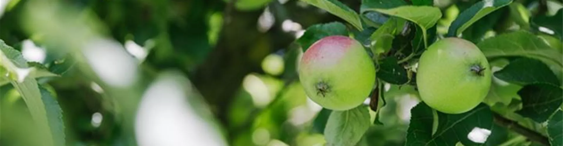 Wochenendaktionen Obst- und Laubbäume - Bellaflora