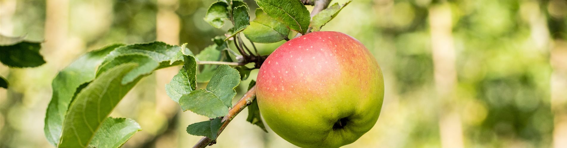 Malus domestica 'Weißer Winterkalvill' Malus domestica 'Weißer Winterkalvill'