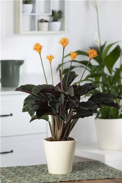 Calathea crocata, Korbmarante - Bellaflora