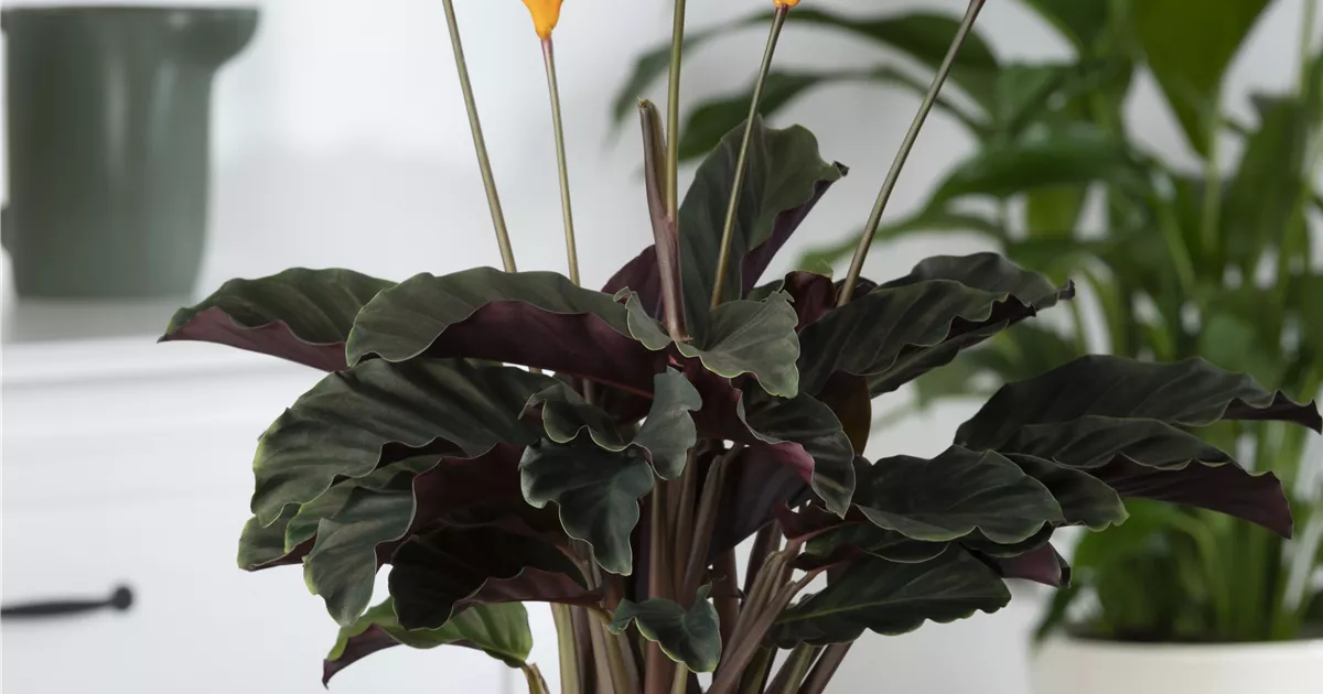 Calathea crocata, Korbmarante - Bellaflora