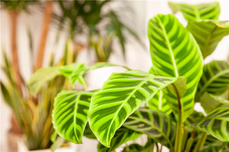 Calathea Hybride Zebrina, Korbmarante - Bellaflora