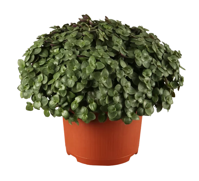 Callisia turtle, Kriechendes Schnpolster - Bellaflora