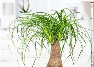 Beaucarnea recurvata