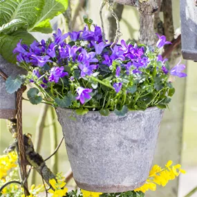 Campanula Ambella intense purple Ampel
