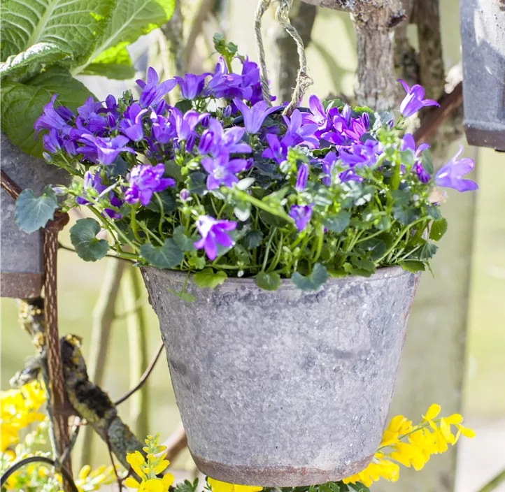 Dalmatiner Polster-Glockenblume 'Ambella® Intense Purple'