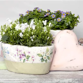 Campanula portenschlagiana