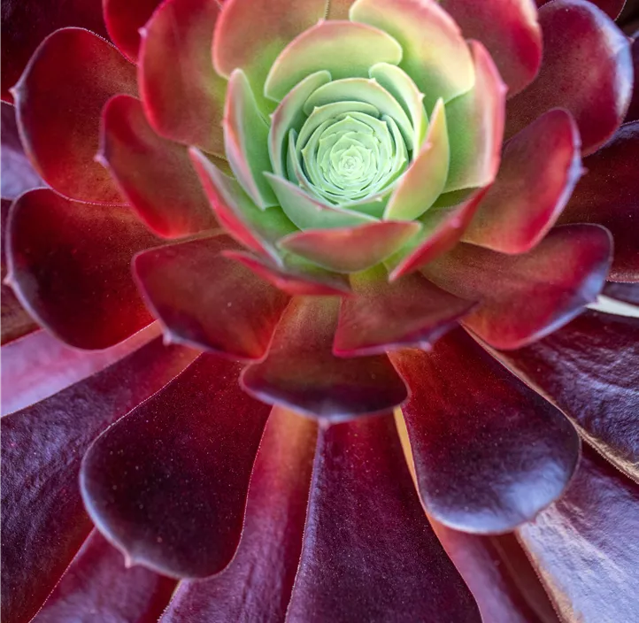 Aeonium 'Nigrum'