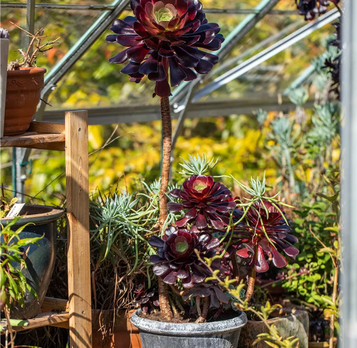 Aeonium 'Nigrum'